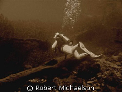 Why We Dive. Taken at
Aquarena Springs, Texas by Robert Michaelson 